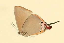 Image of Myrina dermaptera (Wallengren 1857)