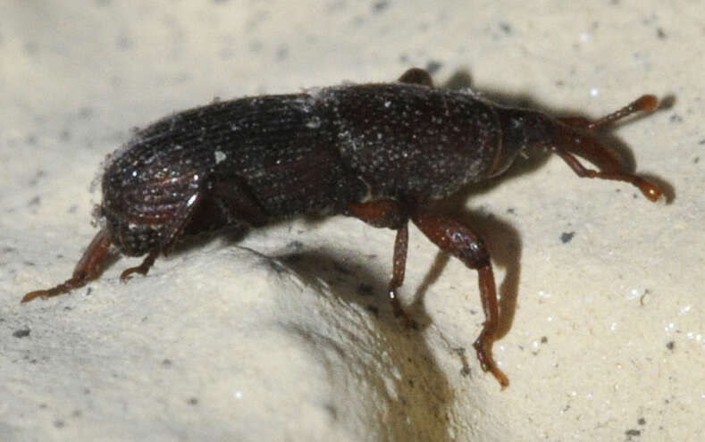 Image of Wheat weevil