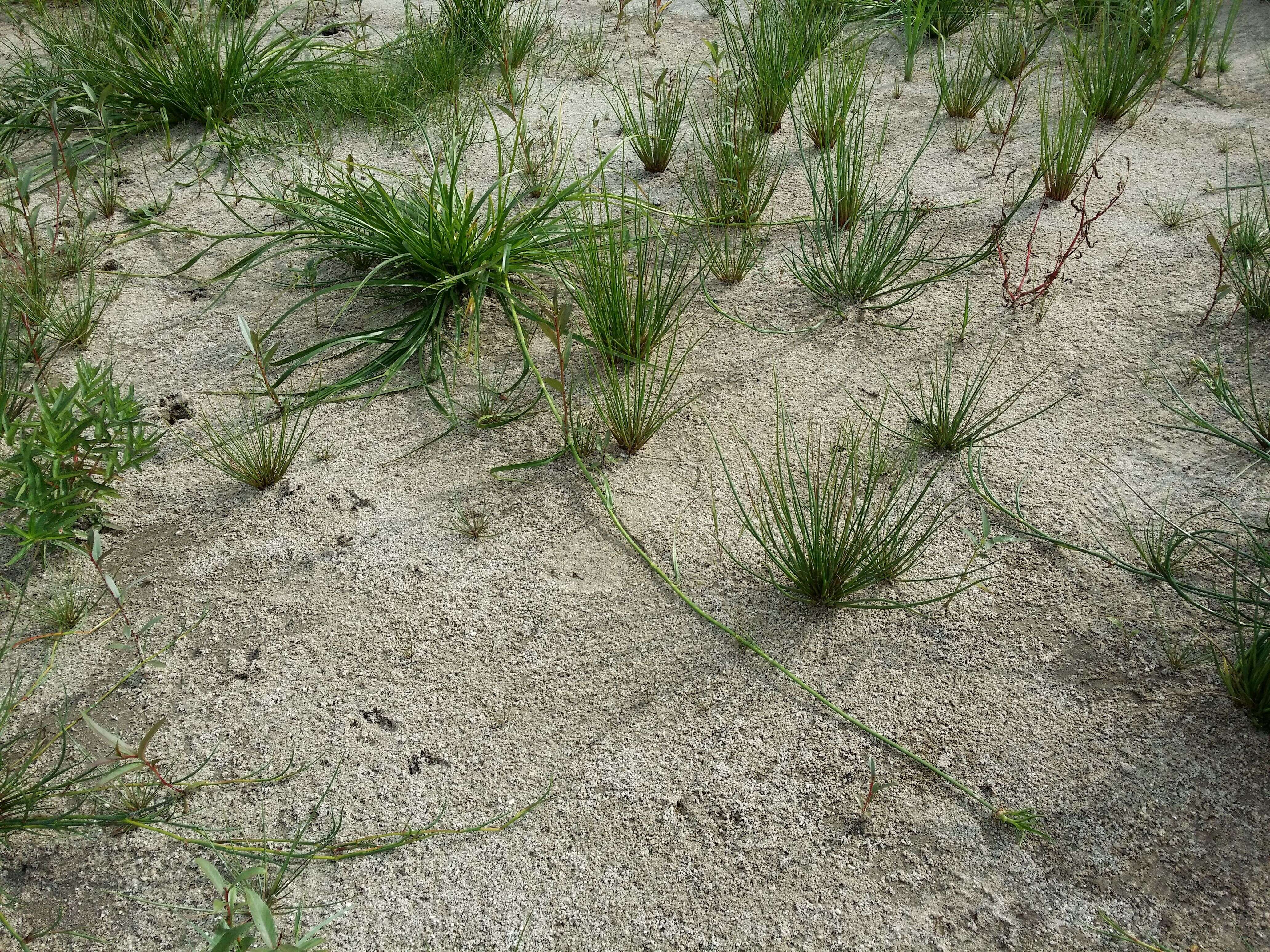 Image of Scirpus radicans Schkuhr