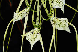 Image of Brassia gireoudiana Rchb. fil. & Warsz.