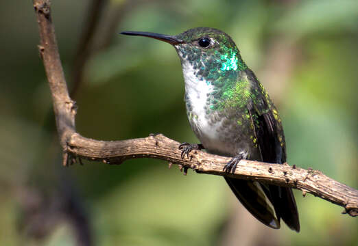 Image of Amazilia versicolor