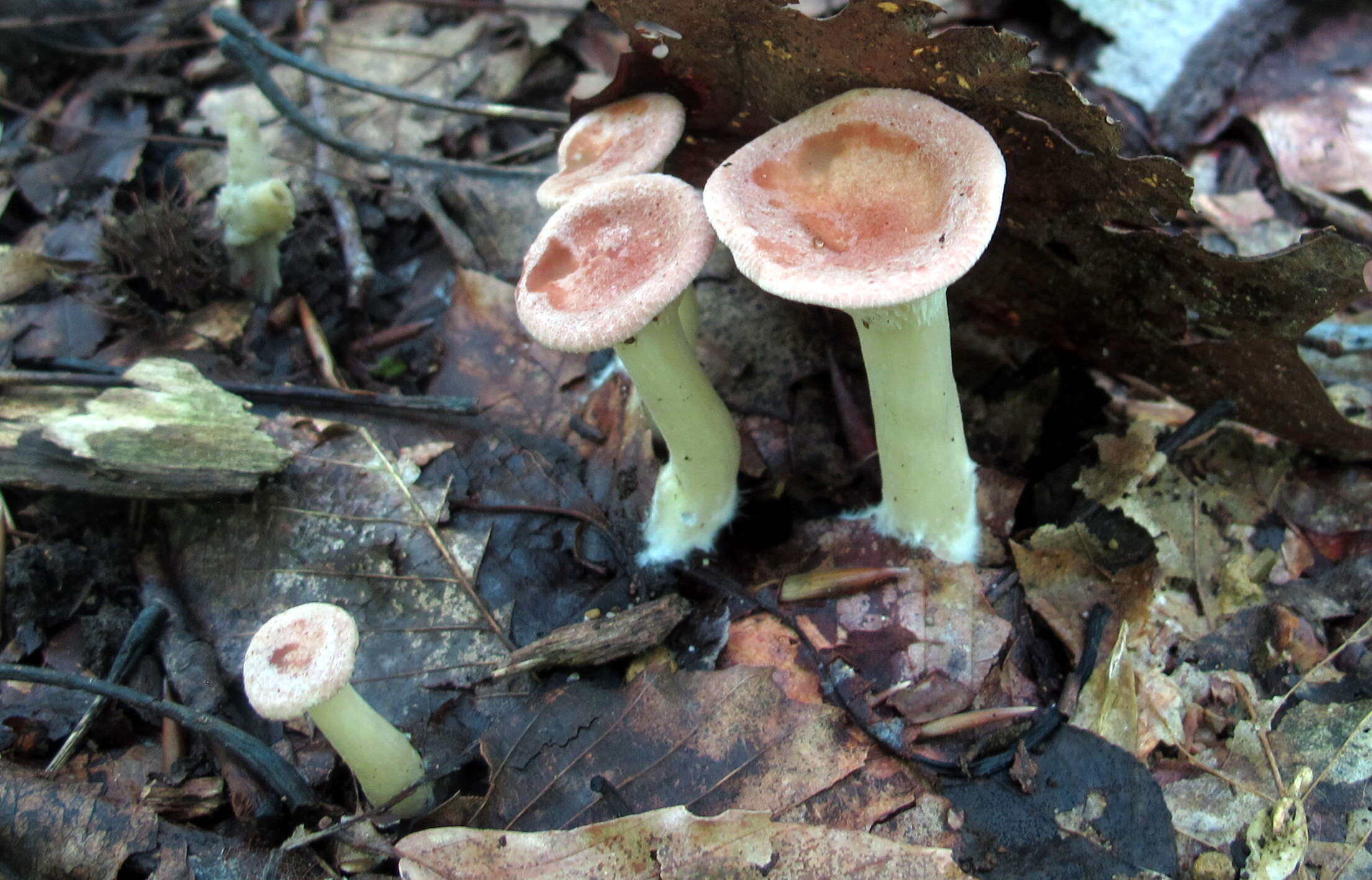 Слика од Clitocybe gibba (Pers.) P. Kumm. 1871