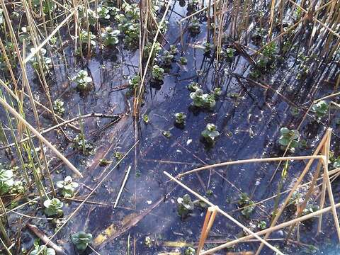 Image of Water Mint