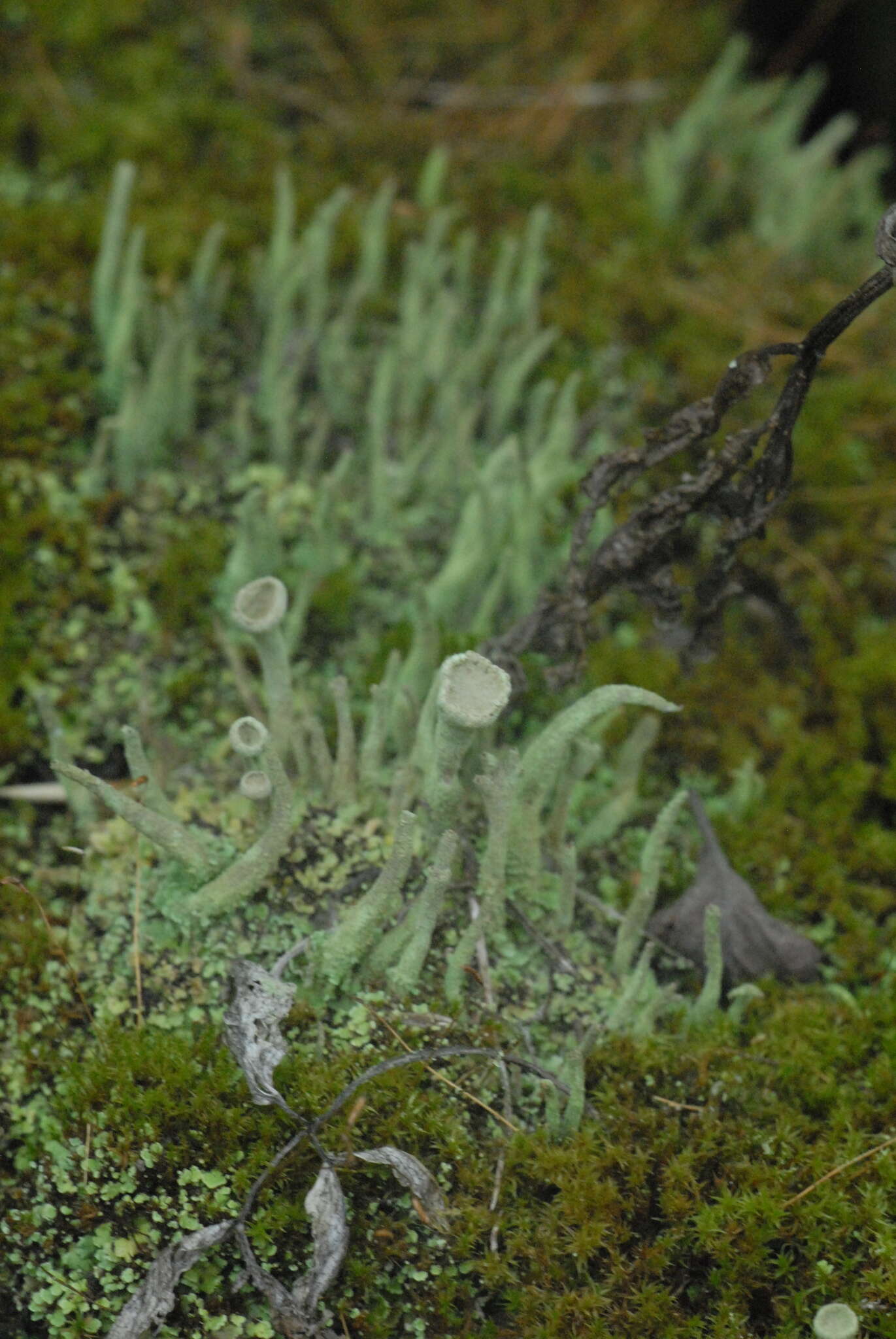 Image of cup lichen