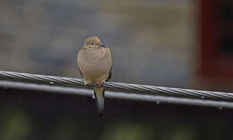 Image of American Mourning Dove