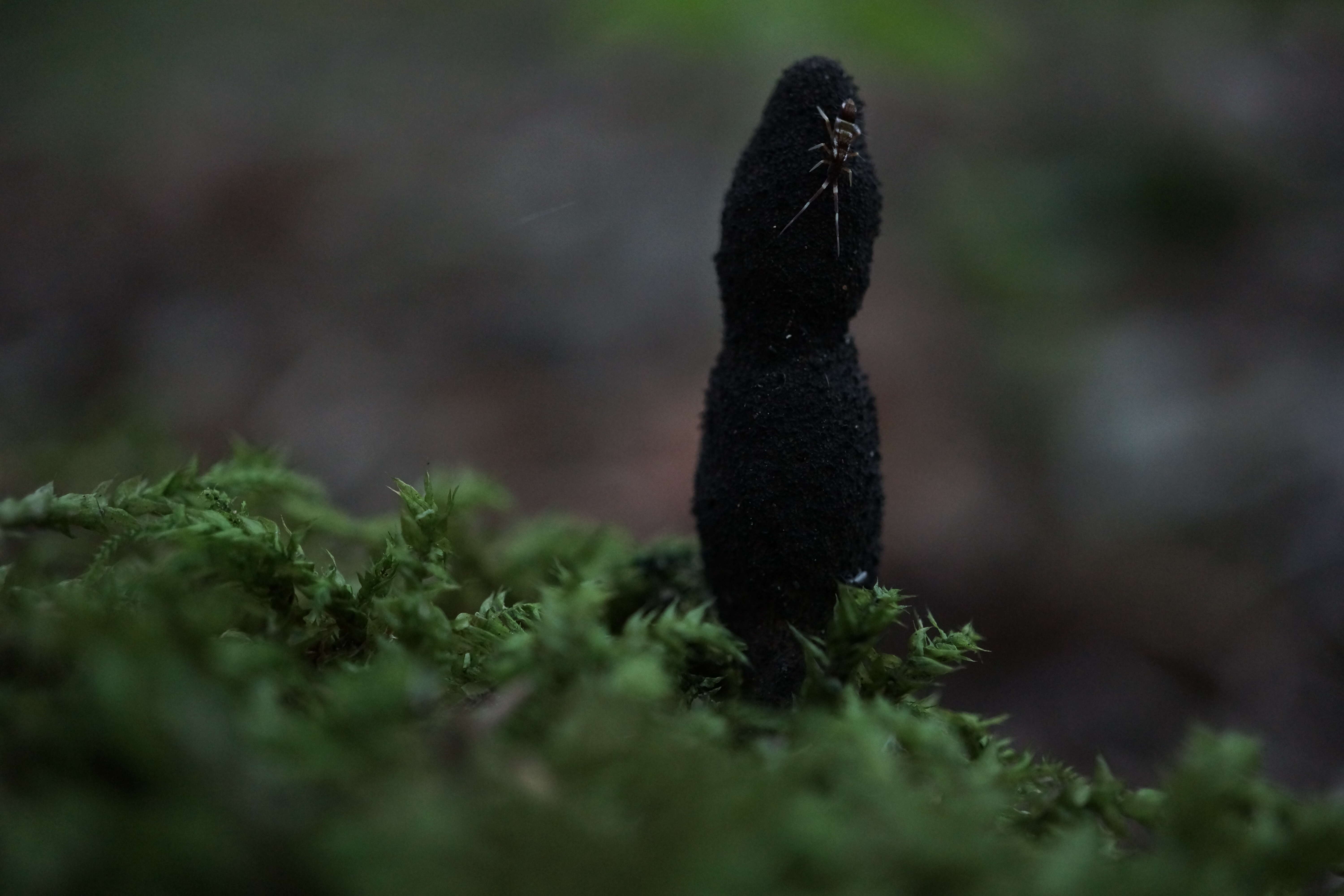 Imagem de Xylaria polymorpha (Pers.) Grev. 1824