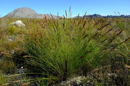 Image of Tetraria cuspidata (Rottb.) C. B. Clarke