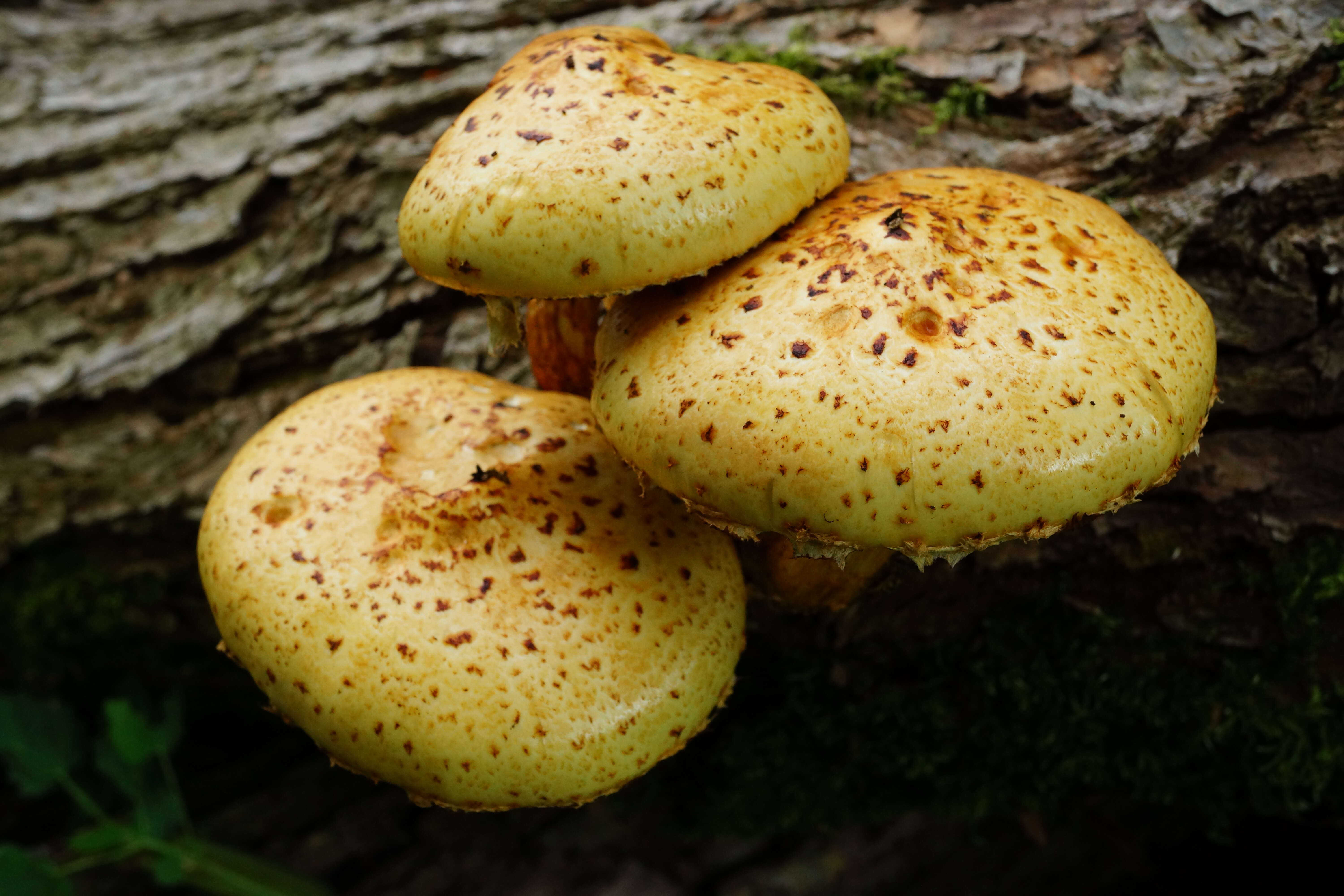 Pholiota squarrosa (Vahl) P. Kumm. 1871 resmi