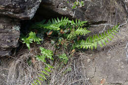 Image of Pellaea calidirupium Brownsey & Lovis