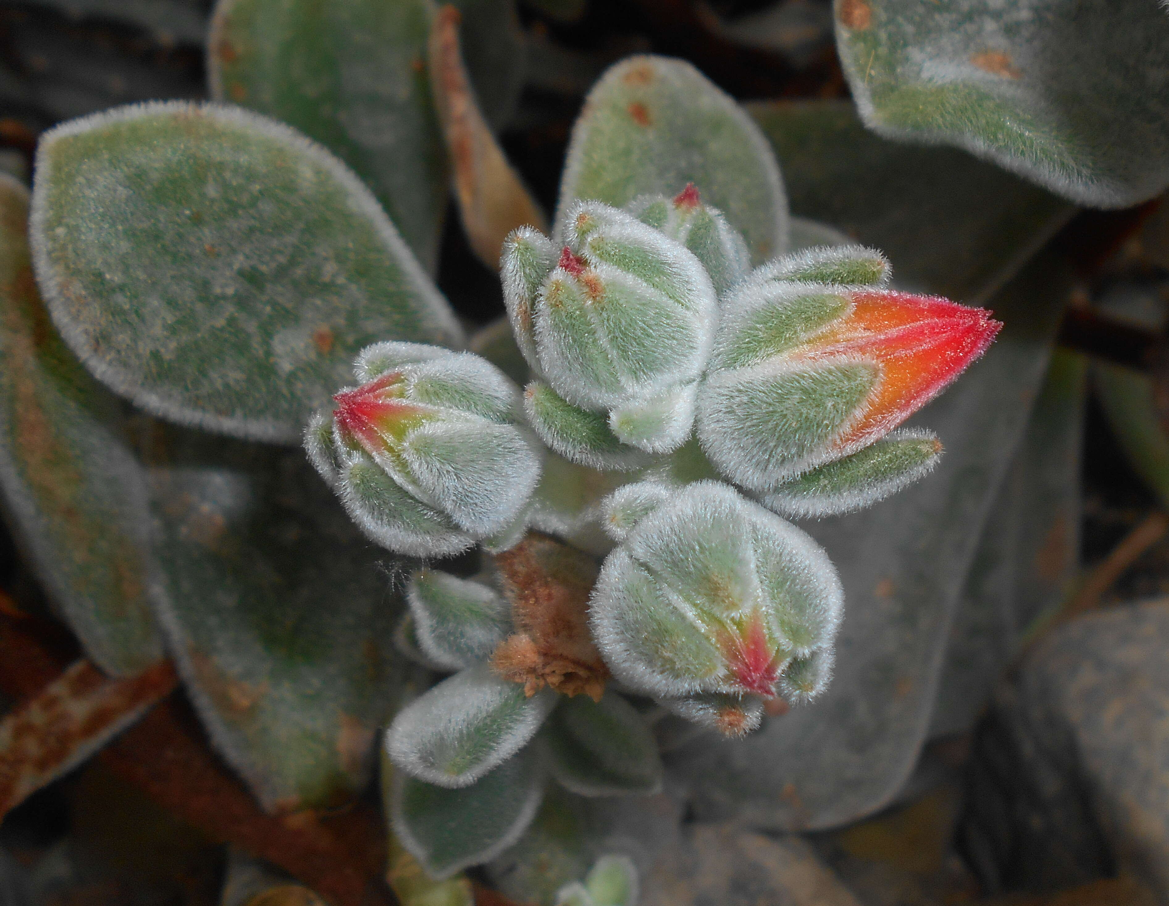 Image of Echeveria pulvinata Rose