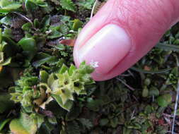 Image of Myosotis antarctica Hook. fil.