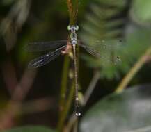 Platylestes kirani resmi