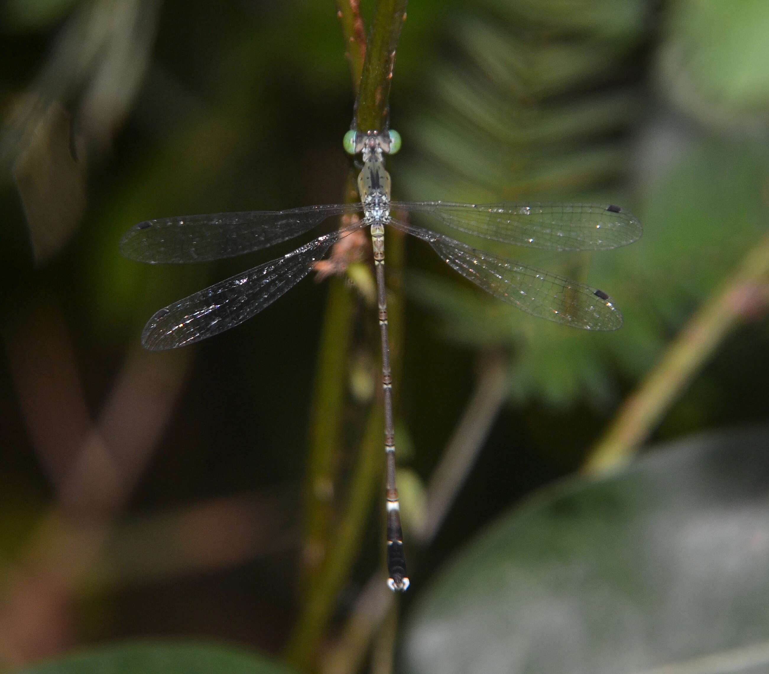 Image of Platylestes kirani