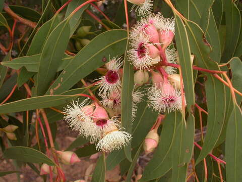 Image de Eucalyptus leucoxylon F. Müll.