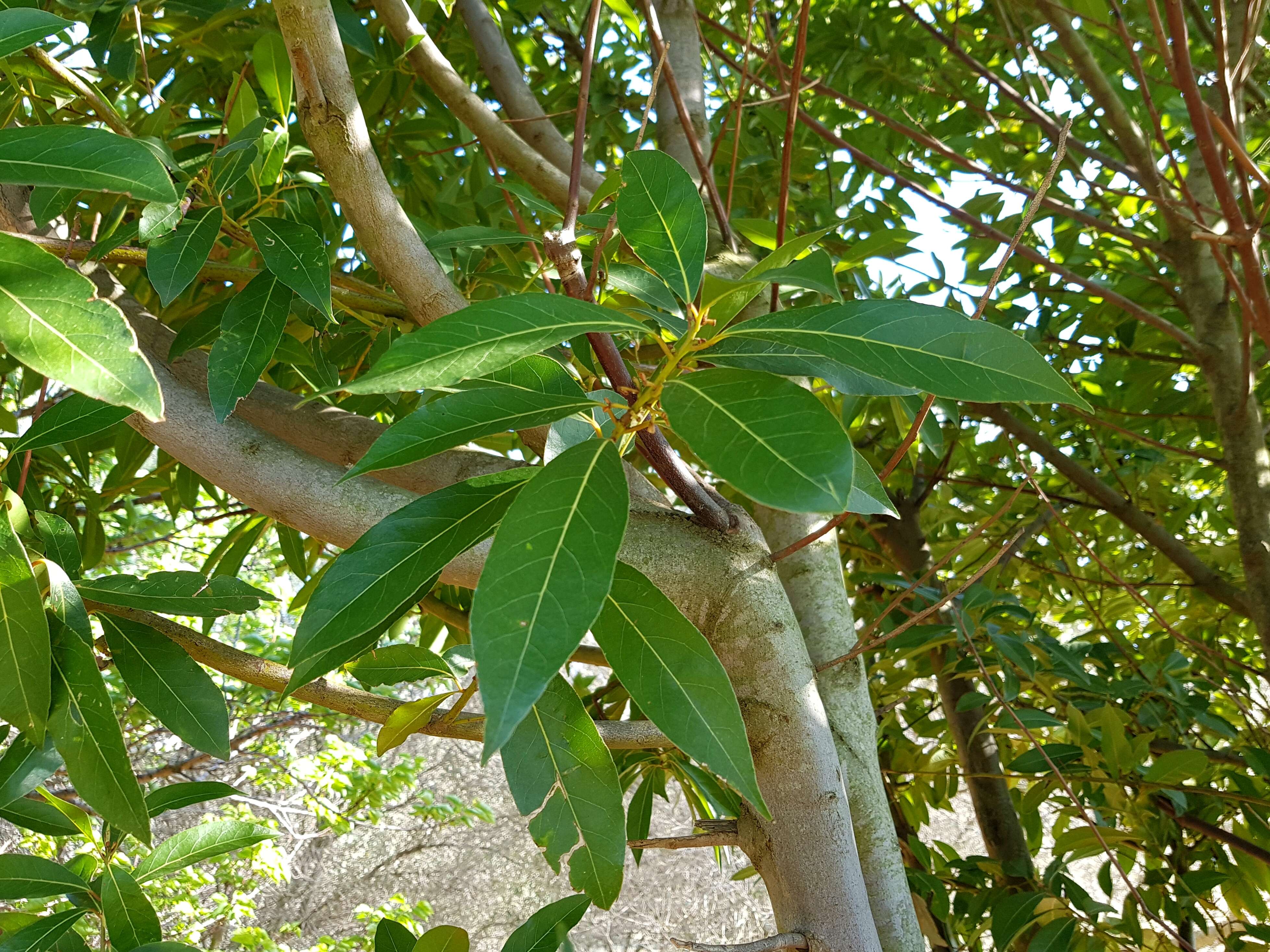 Image of Laurus Nobilis