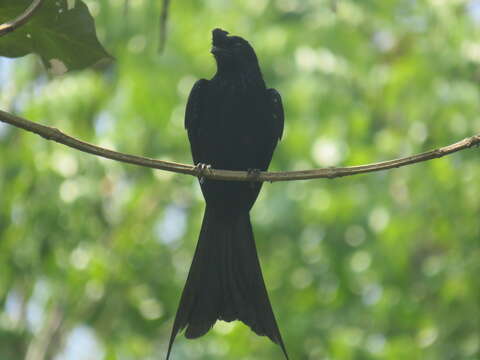 Image of Greater Racket-tailed Drongo