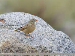 Image of Grey-necked Bunting