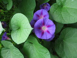 Image of tall morning-glory