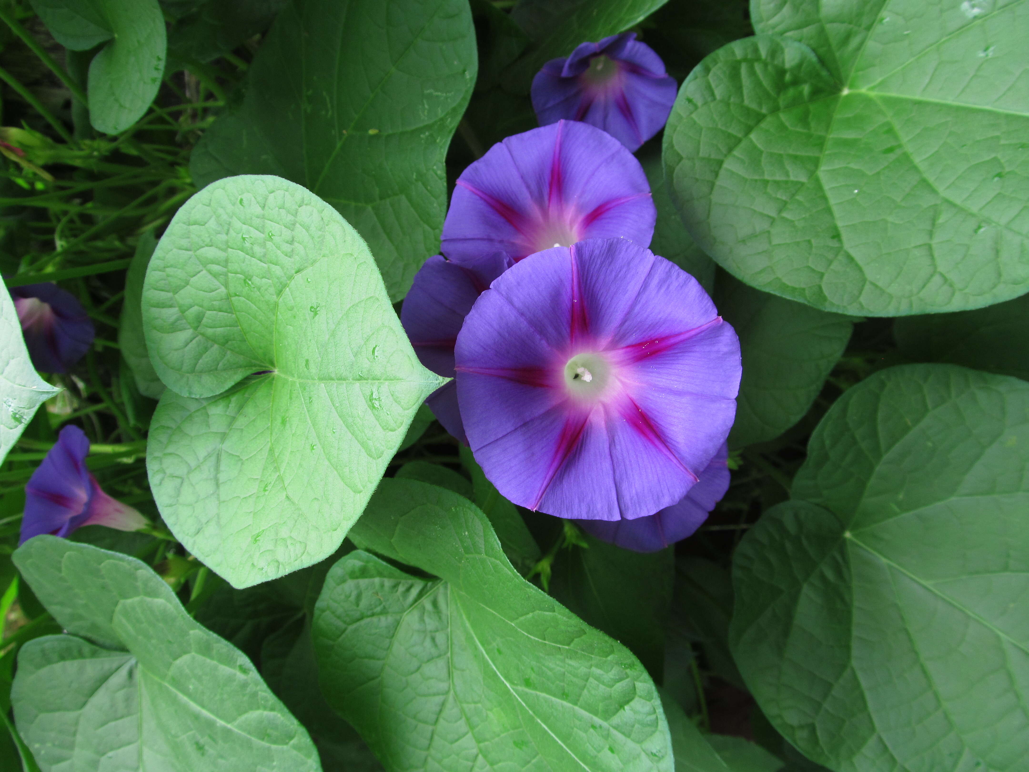 Image of tall morning-glory