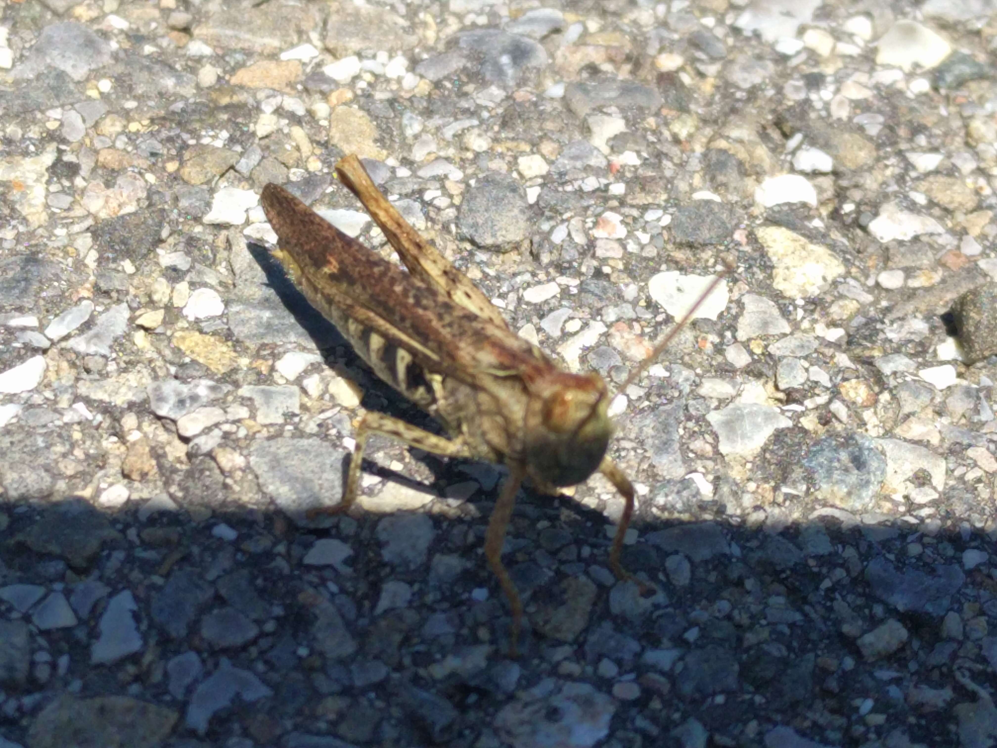 Image of Common Field Grasshopper