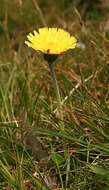 Image of Mouse-ear-hawkweed