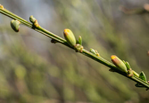 Image of Broom