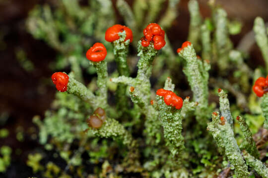 Image of Cladonia macilenta