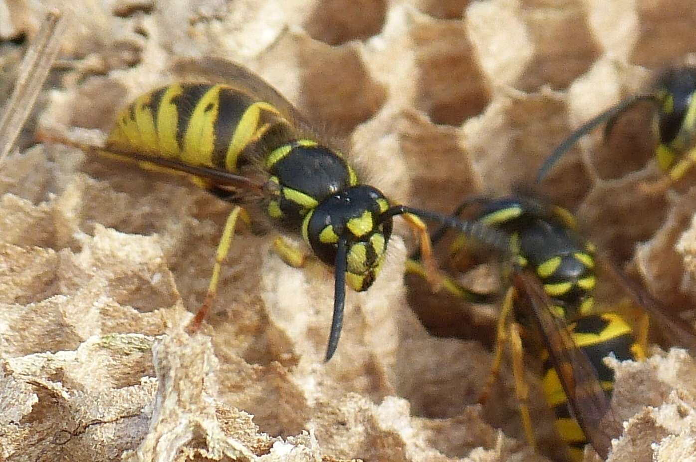 Image of Common wasp