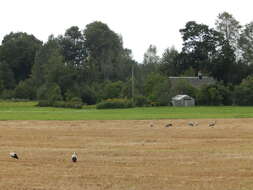 Image of Common Crane