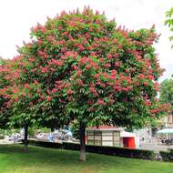 Image of red horse-chestnut