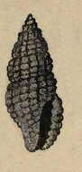 Image de Hemilienardia apiculata (Montrouzier 1864)