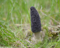 Image of Morchella importuna M. Kuo, O'Donnell & T. J. Volk 2012