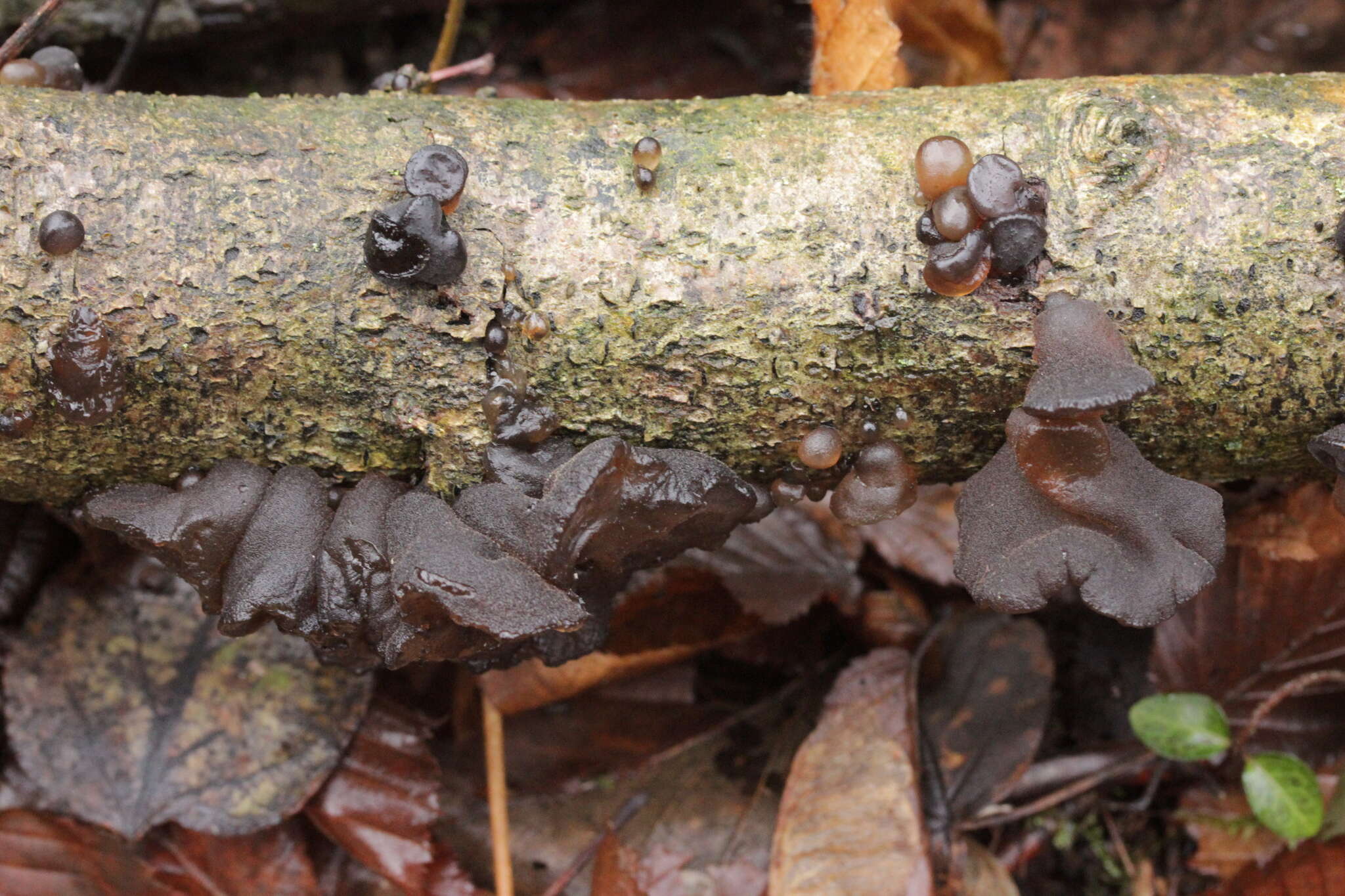 Image of Black Witches' Butter