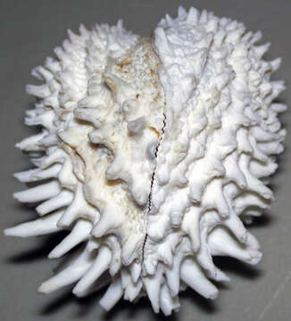 Image of Florida spiny jewel box clam