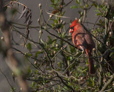 Image of Cardinalis Bonaparte 1838