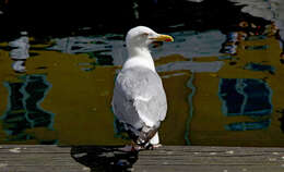 Image of European Herring Gull