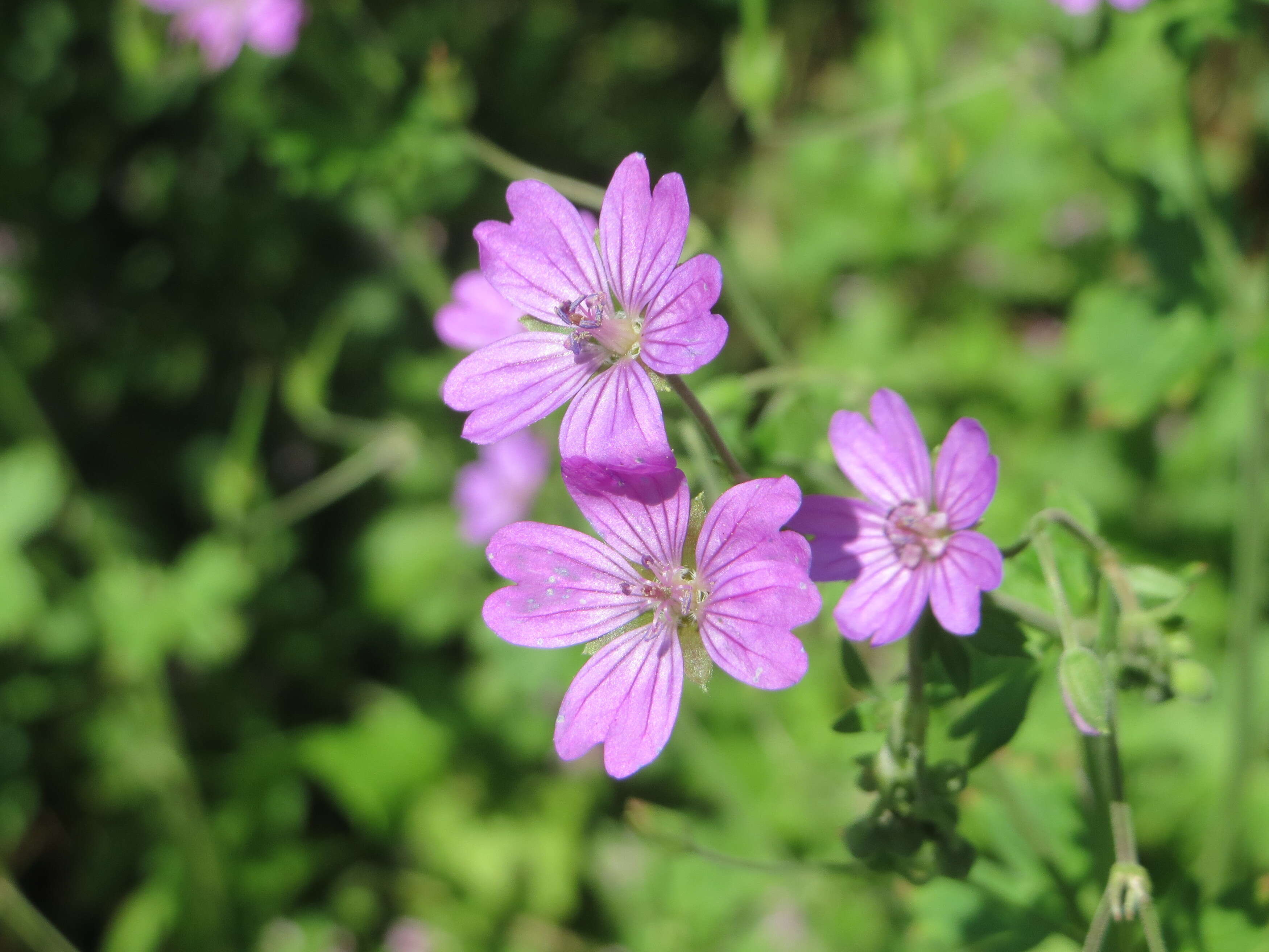 Image of hedgerow geranium