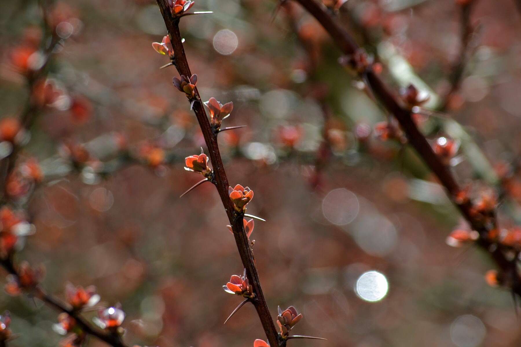 Image of Japanese barberry