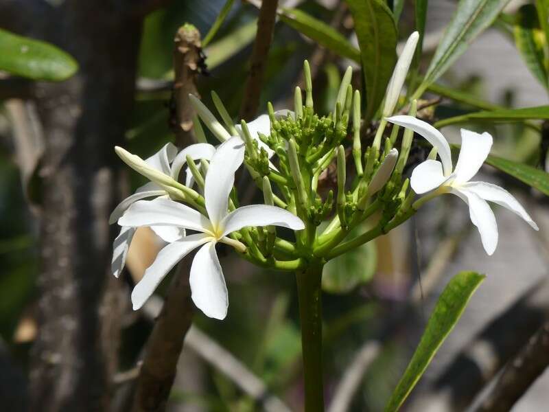 Image of Singapore graveyard flower