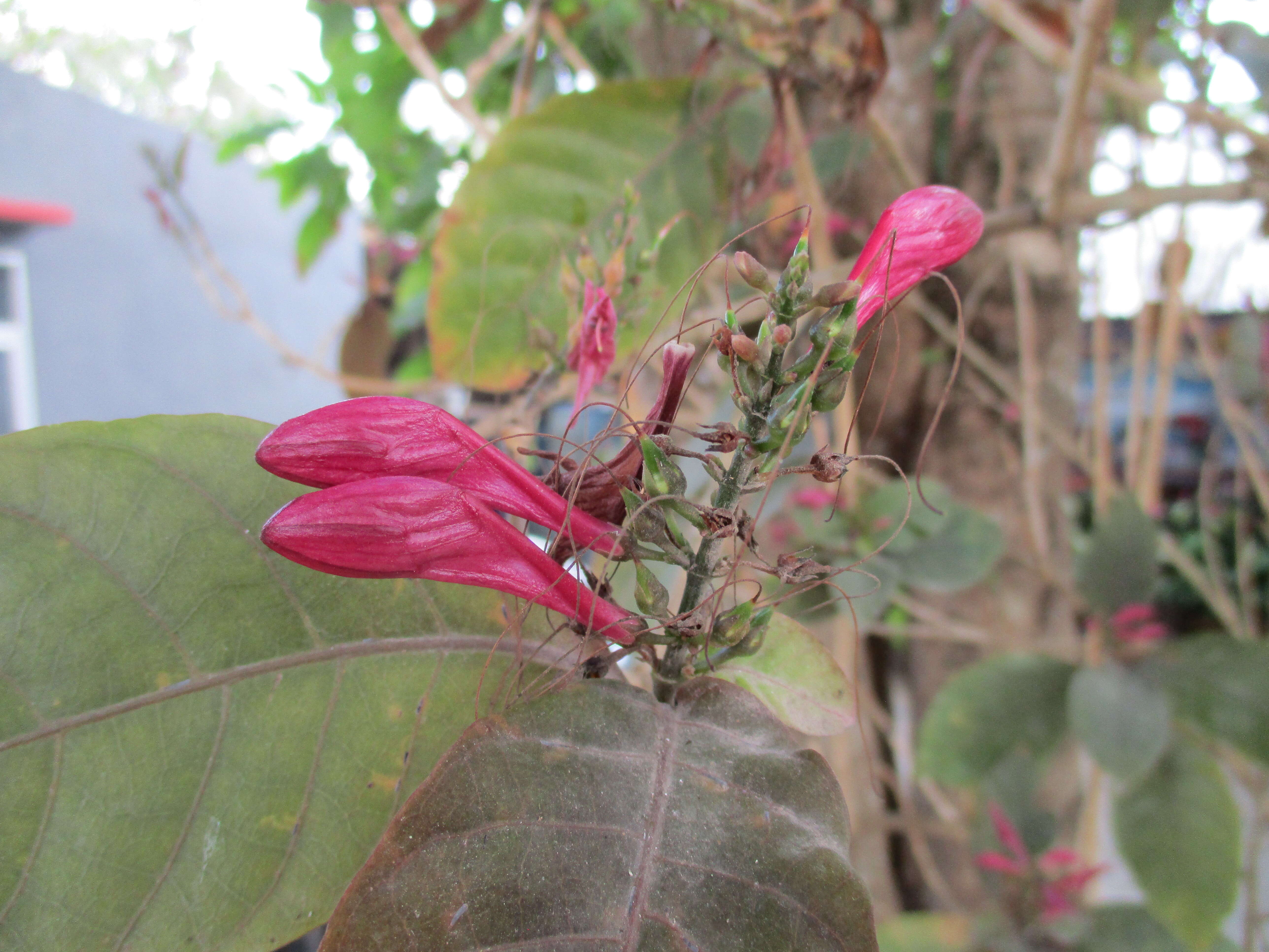 Image of caricature-plant