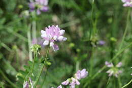 Image of crown vetch