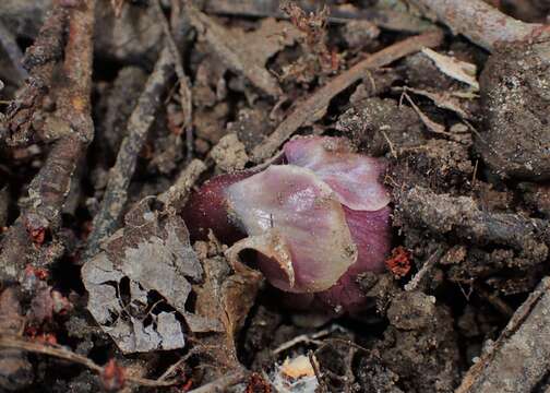 Image of common toothwort