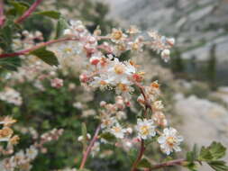 Image of rockspirea