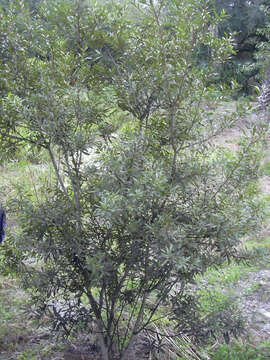 Image of wax myrtle