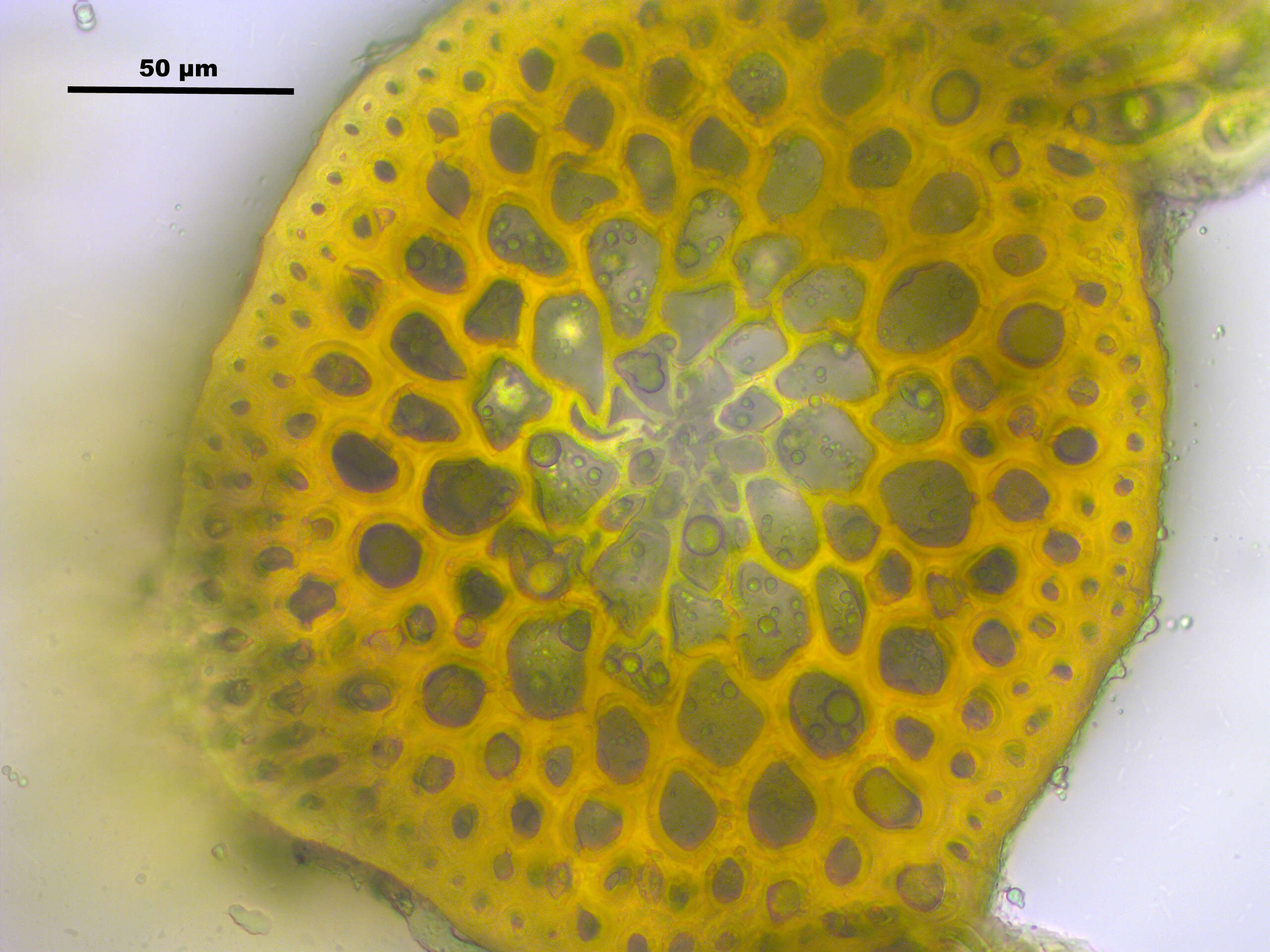 Слика од Campylium stellatum