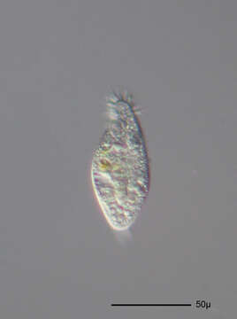 Image of Holostichidae