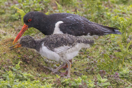 Image of oystercatcher, eurasian oystercatcher