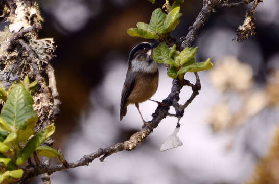 Image of White-throated Bushtit