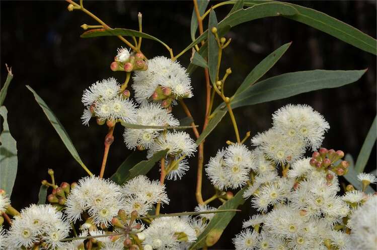 Слика од Eucalyptus amygdalina Labill.