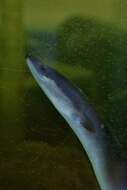 Image of European Eel